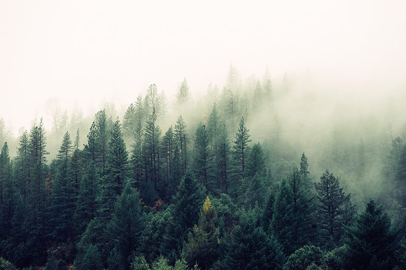 Mist-covered Evergreen Trees in Washington State